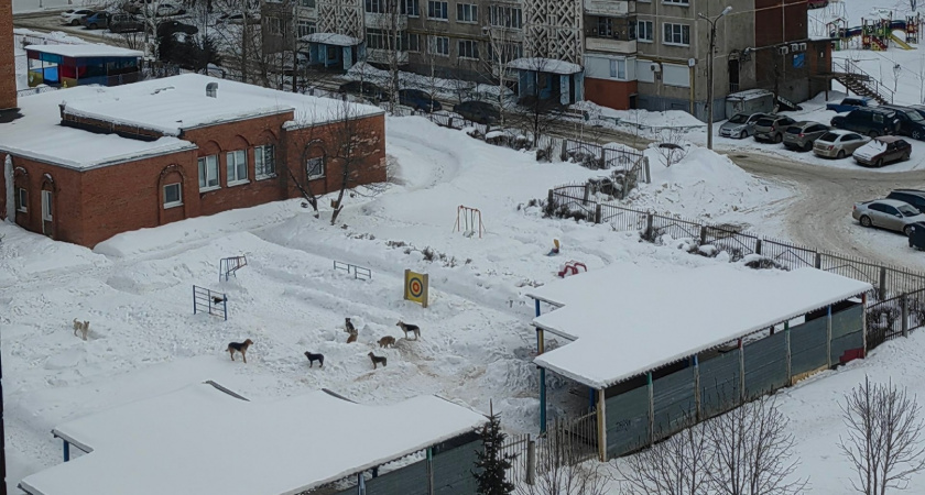 Жители Саранска опасаются стаю бездомных собак у детского сада