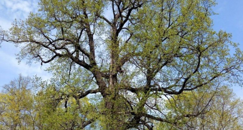 Симкинский дуб представляет Мордовию на конкурсе «Российское дерево года-2024»