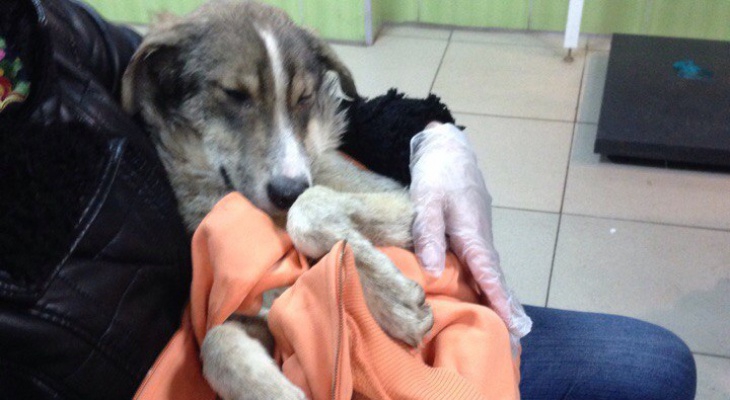 Волонтеры из Перми утверждают, что в муниципальном приюте изнасиловали собак