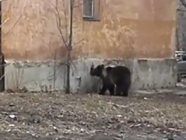В центре Челябинска разгуливал медведь