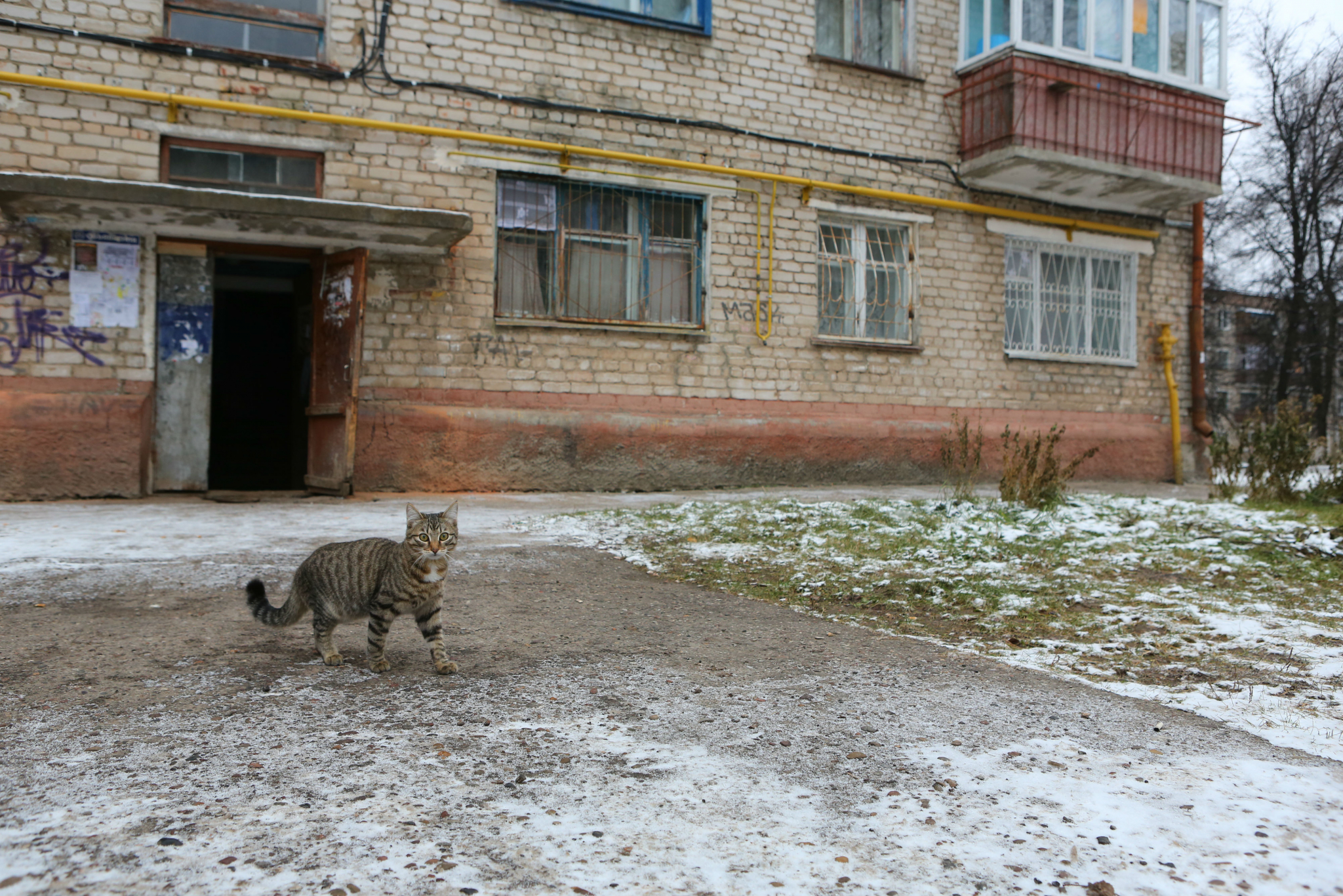 Во Владивостоке девушка-водитель разбила 11 авто из-за выбежавшей кошки
