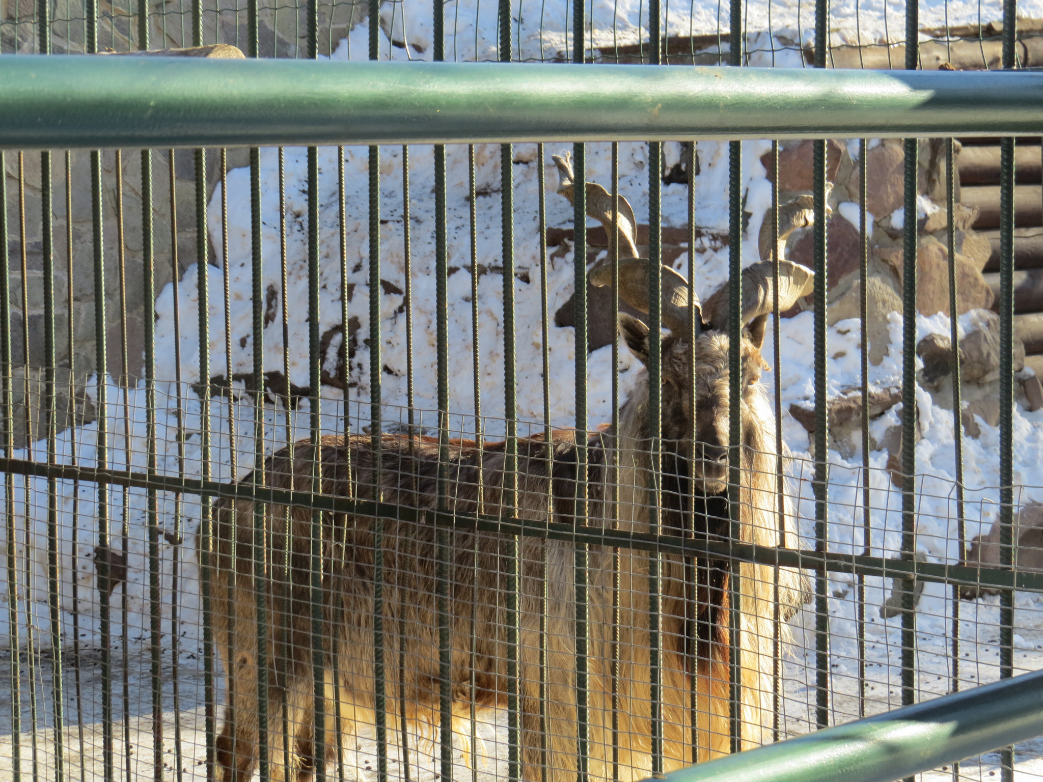 В саранском зоопарке вновь ожидается пополнение