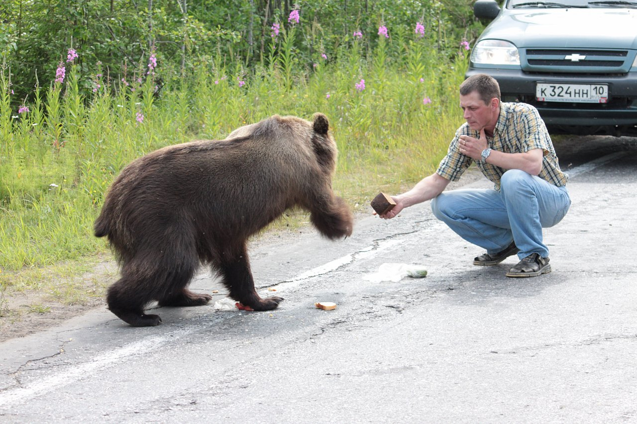 На Урале причиной ДТП с двумя автомобилями стал медведь