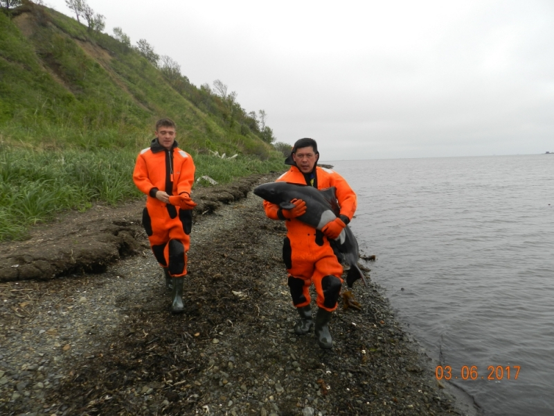 На юге Сахалина спасли оказавшегося на берегу дельфина