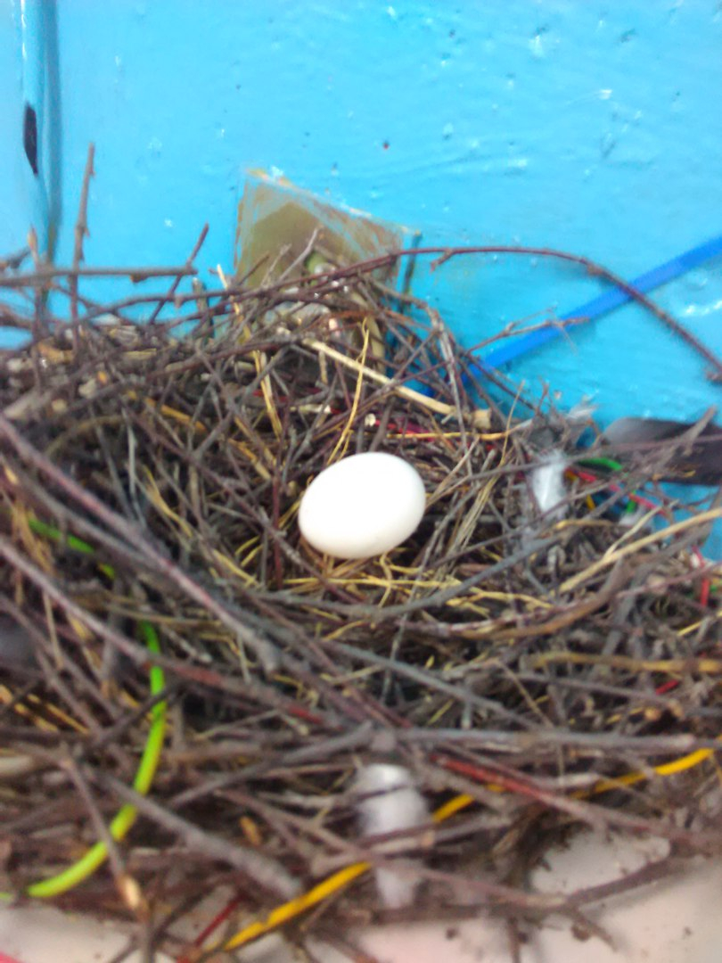Житель Саранска обнаружил голубиное гнездо в неожиданном месте