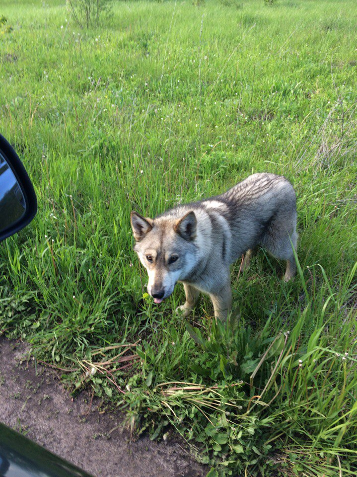 Житель Мордовии встретил волчонка недалеко от Саранска (ФОТО)