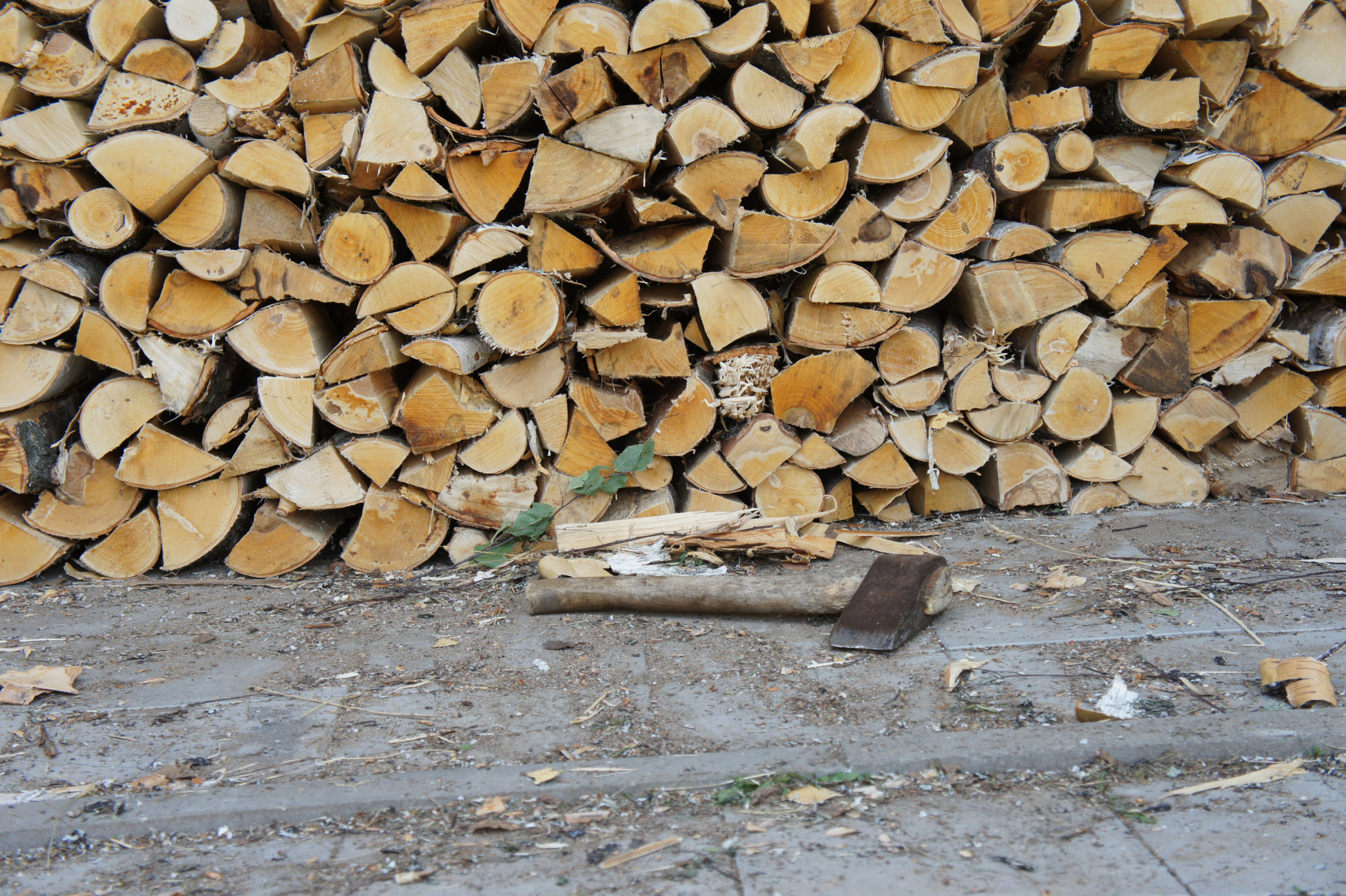 Мордовский лесник пойдет под суд за незаконную вырубку деревьев