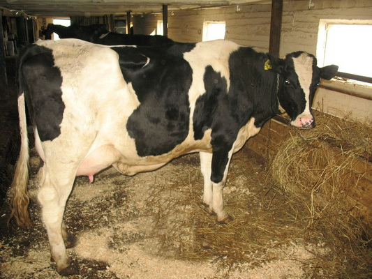 В Мордовскую колонию купили пять коров самой популярной в мире породы