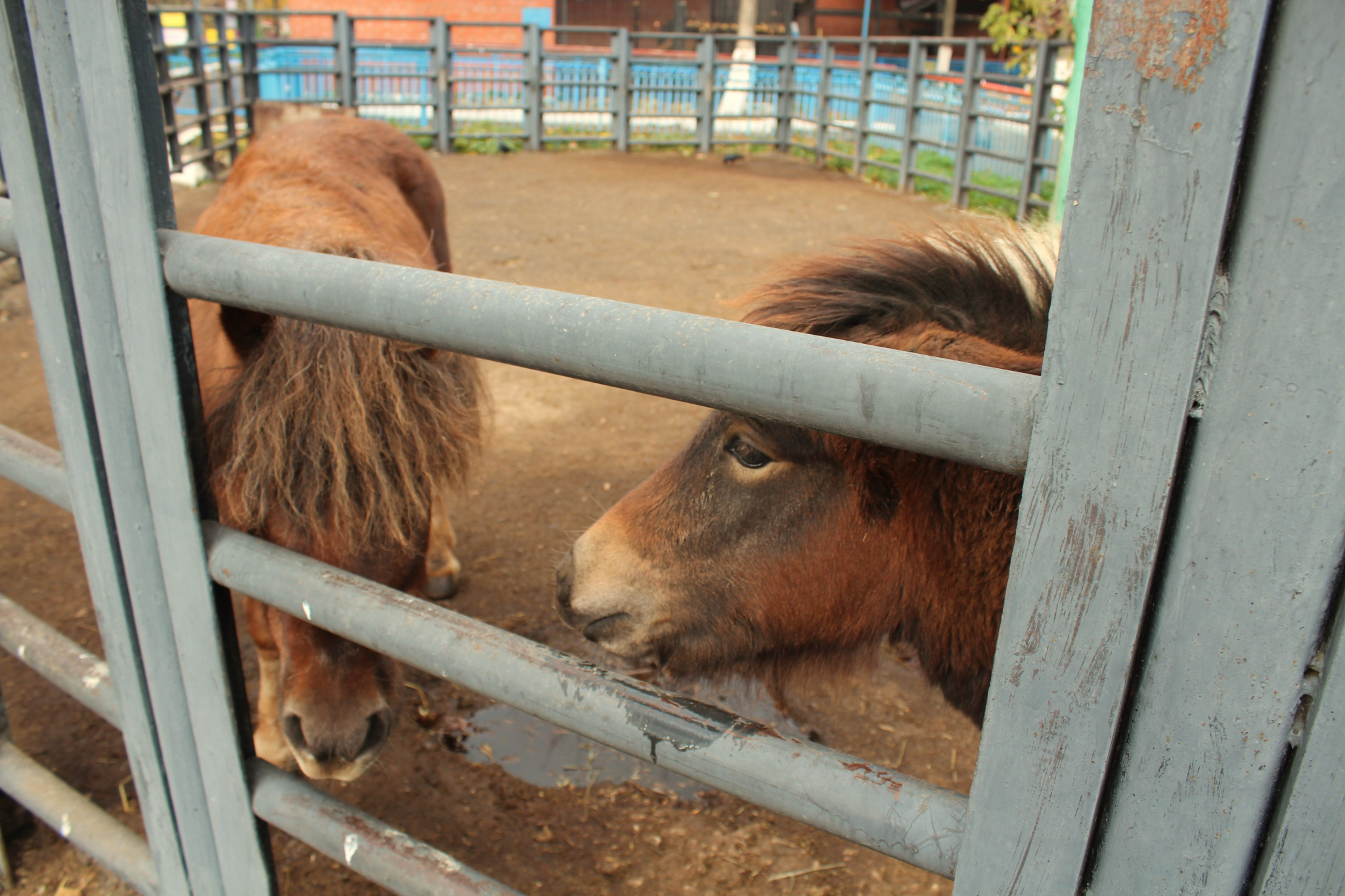 Беременность пони из саранского зоопарка оказалась ложной