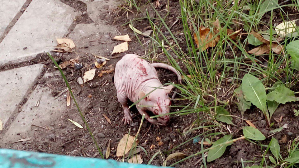 В Саранске пенсионерки пытались жестоко убить редкую декоративную крысу Лару