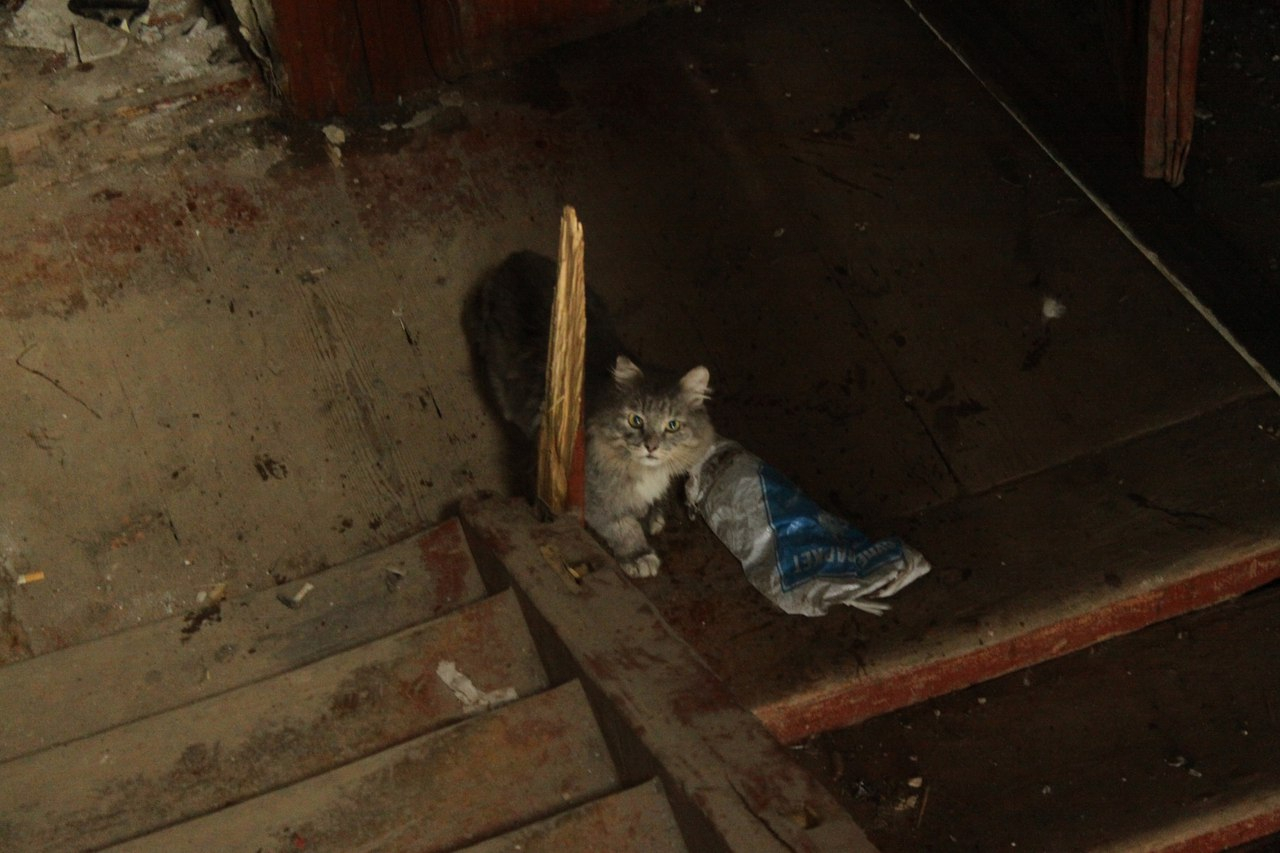 В Саранске продолжают издеваться над бездомными животными