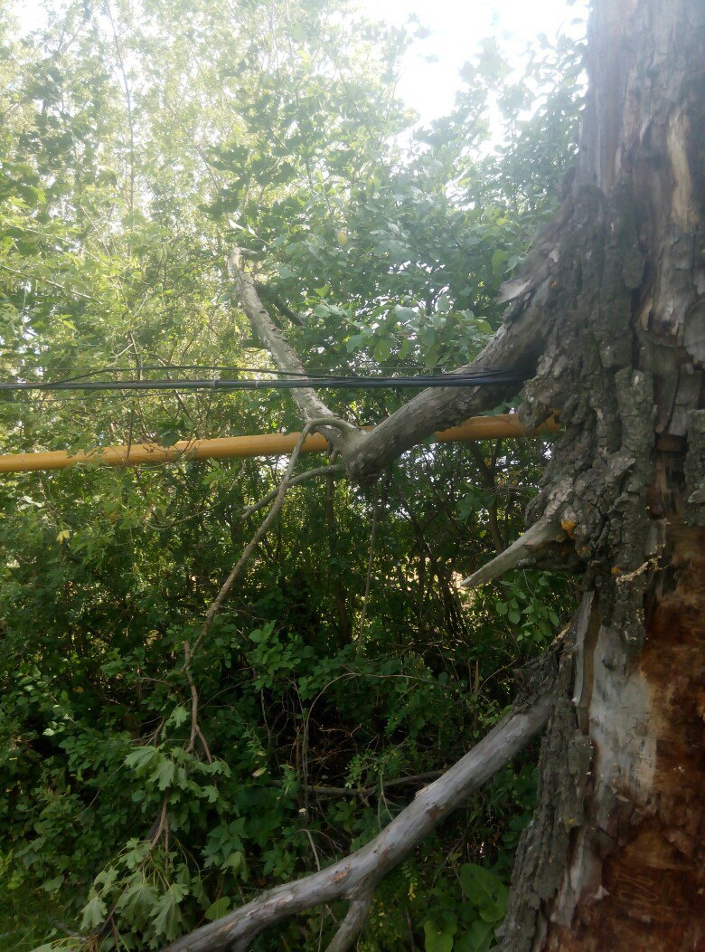 В Мордовии сильный ветер повалил дерево на провода
