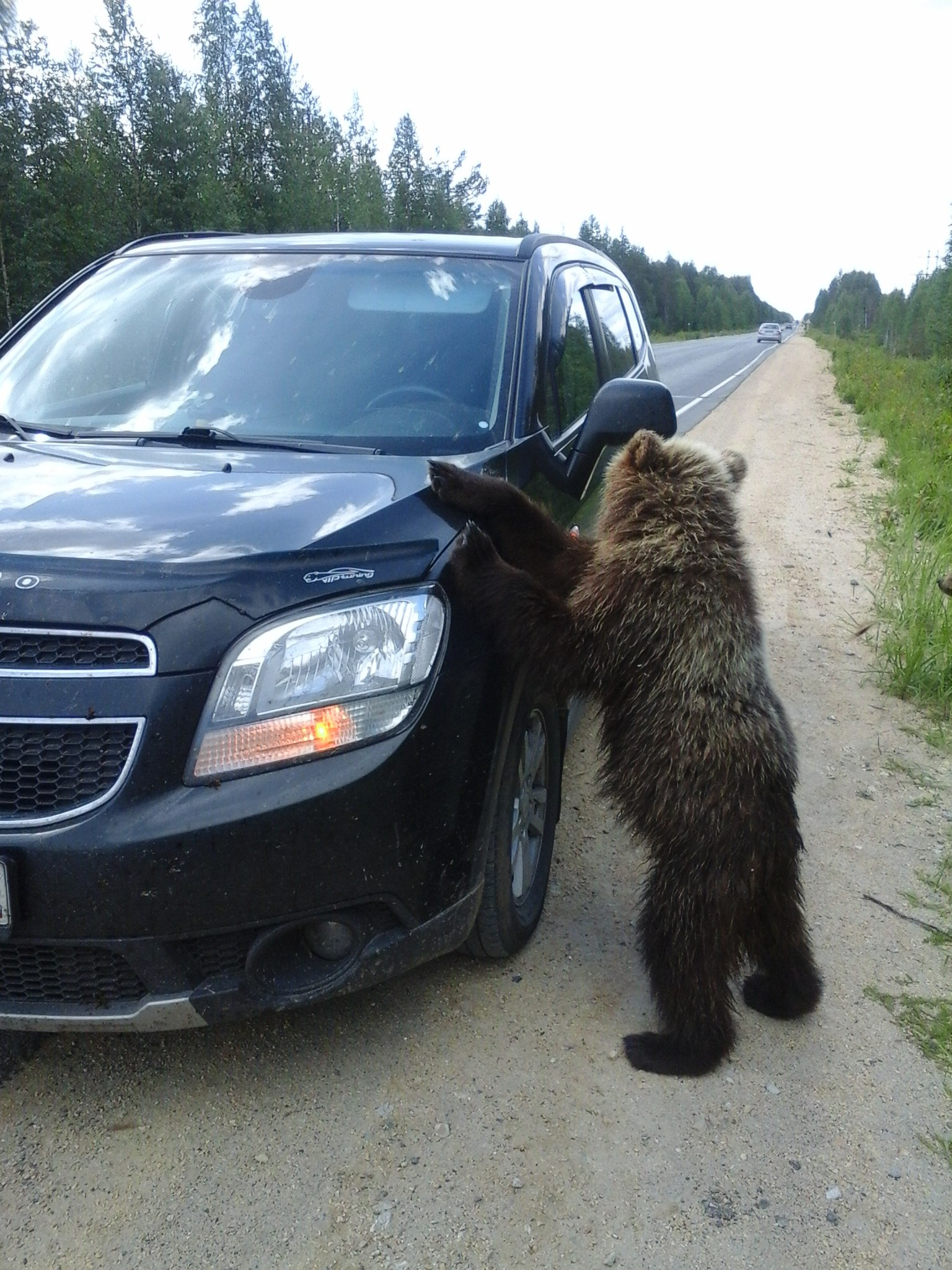В Мордовии медведи подбираются к людям