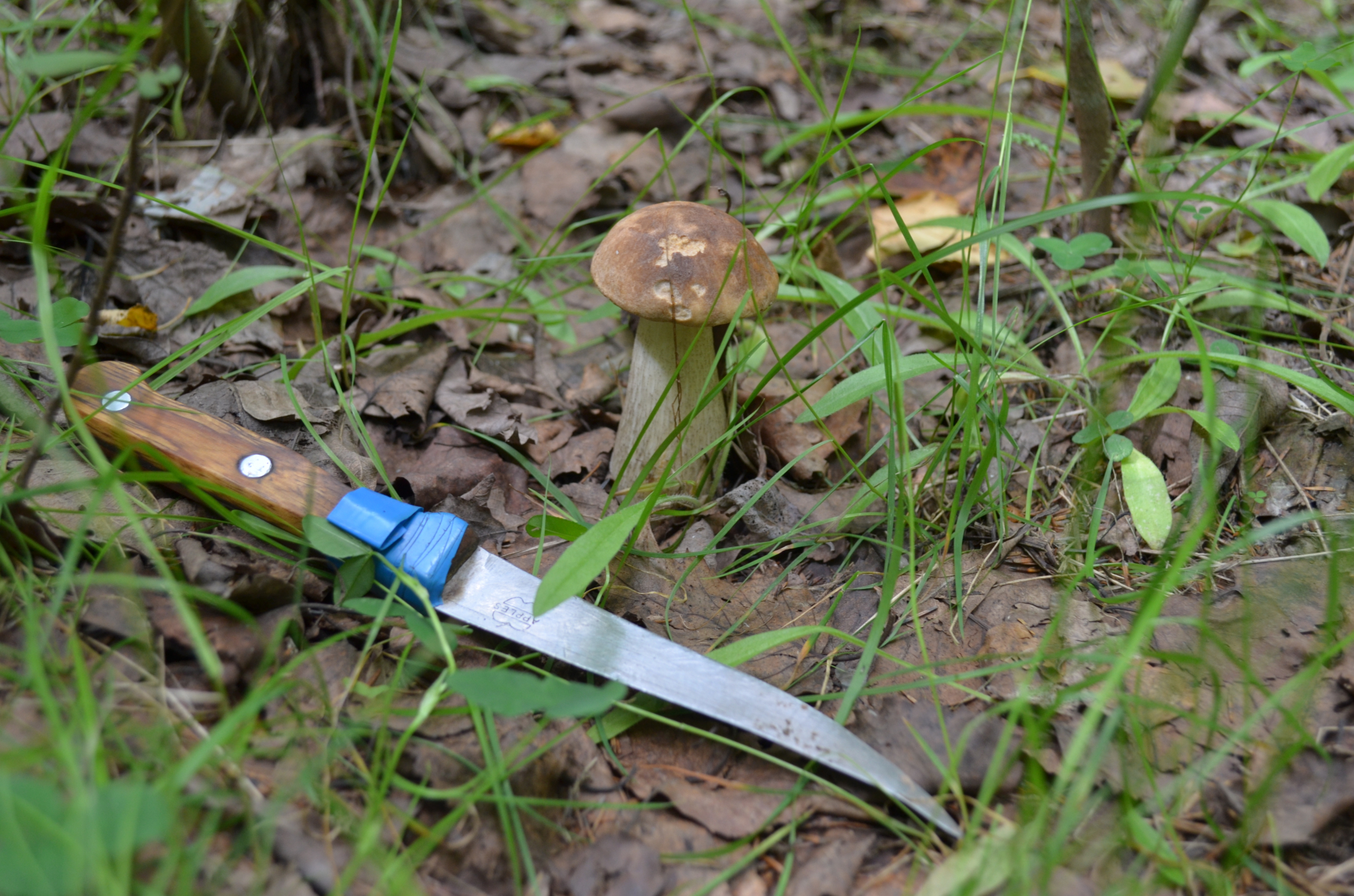 В Мордовии ссора братьев-грибников закончилась убийством