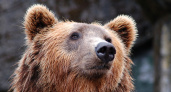 В Мордовском заповеднике посчитали медведей
