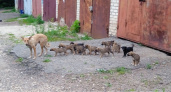 Жители Саранска опасаются пополнения в стае бездомных собак