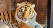 Жителей Саранска приглашают в зоопарк на Международный день тигра