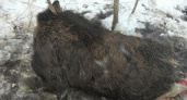 В Мордовии поймали с поличным браконьера, который убил лосиху