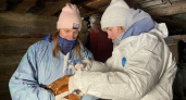 В Мордовии вакцинировали от гриппа свыше 33 тысяч домашних птиц