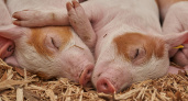 В Мордовии свиней стало больше на 3%