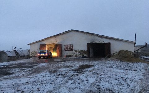 В Мордовии пожарные спасли от смерти 200 телят