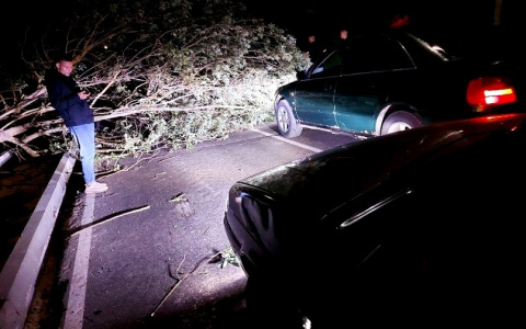 В Саранске шквалистый ветер повредил около 50 деревьев, последствия ликвидировали ночью
