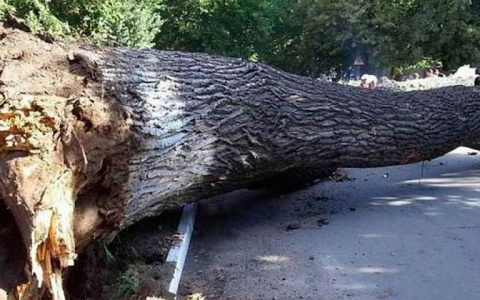 Во время урагана в Саранске погибла 36-летняя женщина, на которую упало дерево