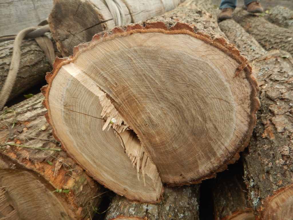 Wood u. Самая легкая древесина. Рубка дуба. Самое легкое дерево древесина. Дубовый лес рубка.