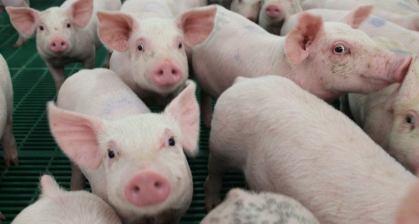 Мордовия занимает первое место в ПФО по производству свиней на убой