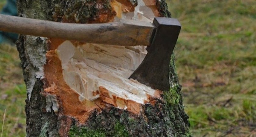 В Мордовии действия главы лесничества привели к ущербу на сумму более 54 миллионов рублей