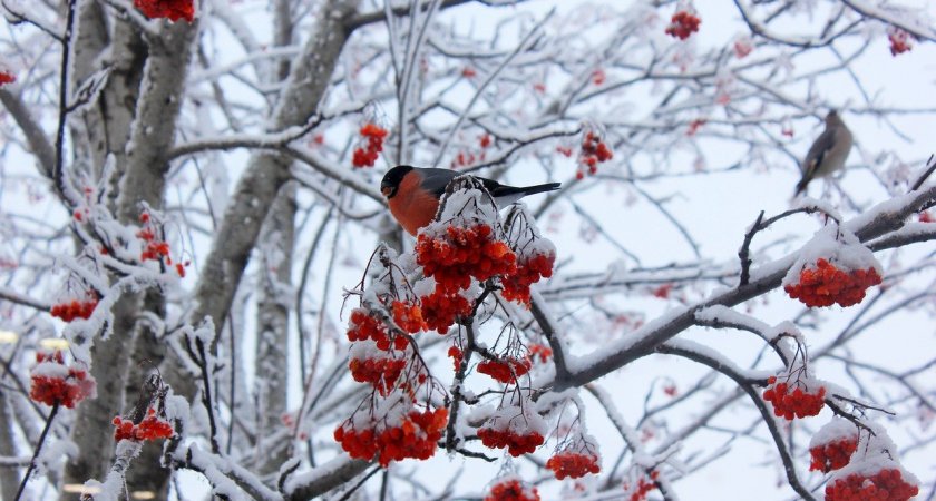 13 января в Мордовии ожидается кратковременный снег