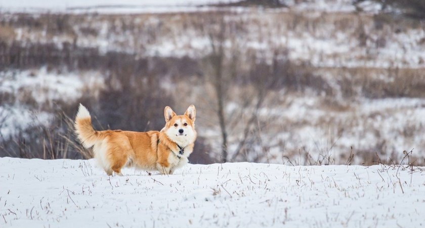 В Кочкуровском районе Мордовии прокуратура в 2022 году заставила поймать бездомных собак