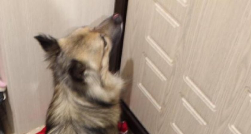 В Ардатовском районе мужчина отсёк хвост соседской собаке