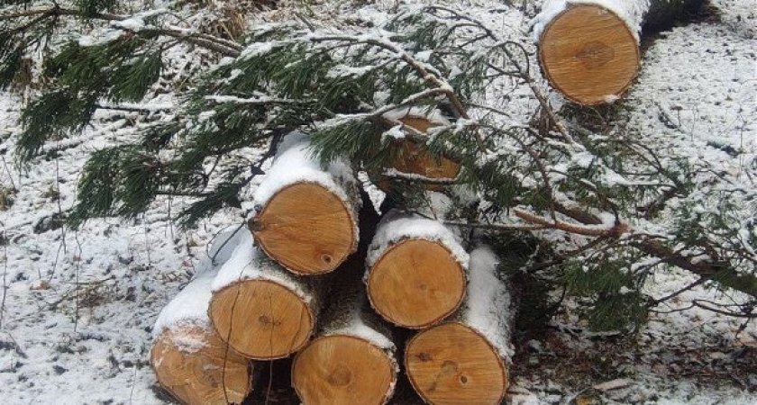 Жителя Мордовии обвиняют в незаконной рубке деревьев на территории лесничества