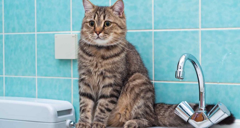 Несколько домов в Саранске временно останутся без холодной воды