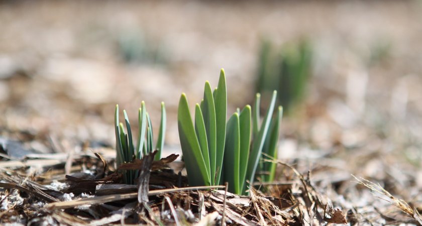 В Мордовии потеплеет до +10 градусов