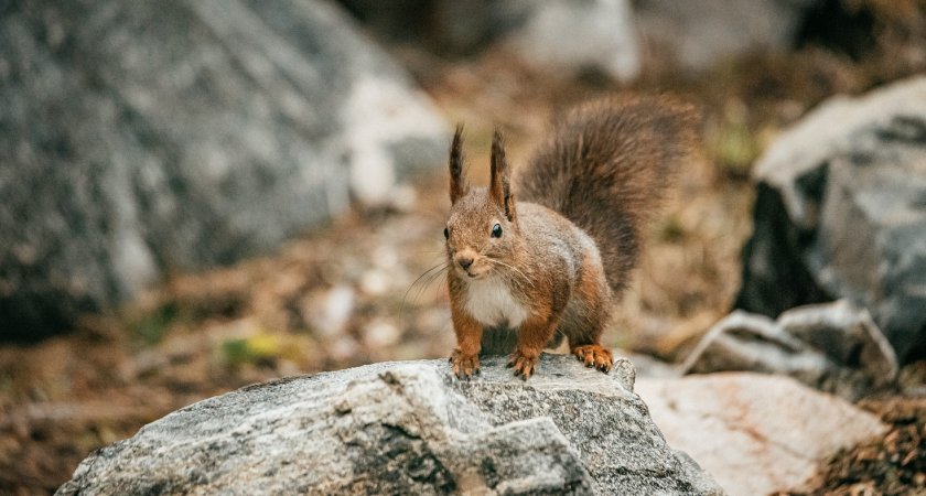 В субботу в Мордовии ожидается +13 градусов тепла и небольшой дождь