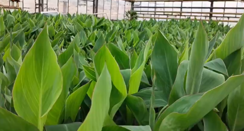 Высадка цветов в Саранске будет завершена к 12 июня