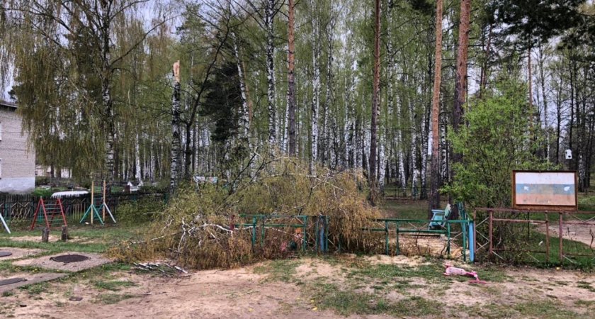 В Мордовии на школьницу упало дерево: девочка находится в реанимации