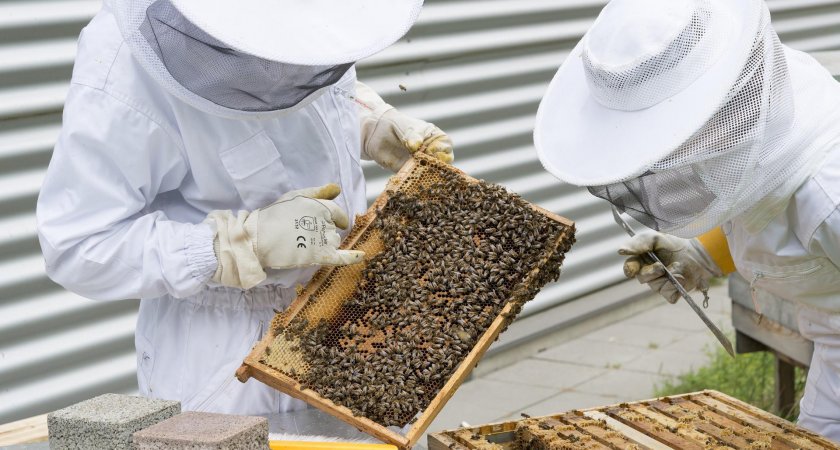 Пчеловод из Мордовии выиграл грант на развитие производства