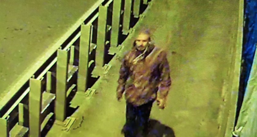 Полиция Саранска ищет мужчину, нагло укравшего два куста можжевельника