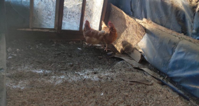 Житель Саранска украл у соседки 22 курицы