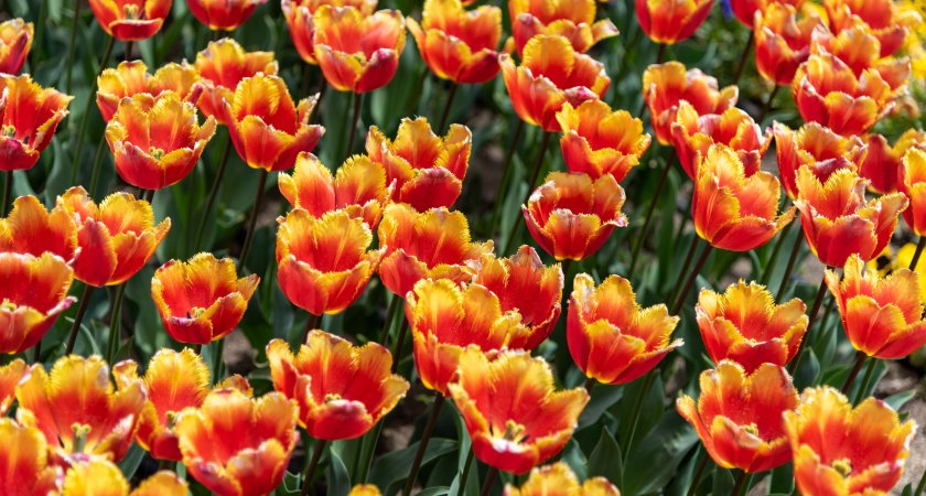 Стало известно, какая погода ожидается в Мордовии в ближайшие дни