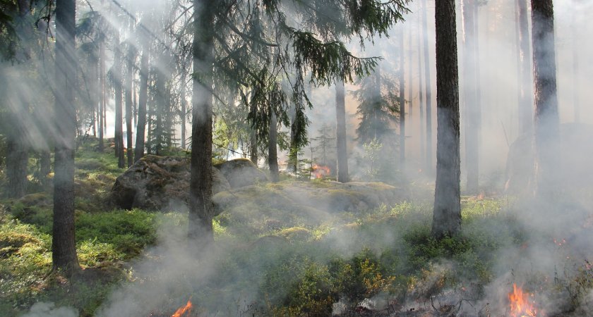 В Мордовии потушили лесной пожар 