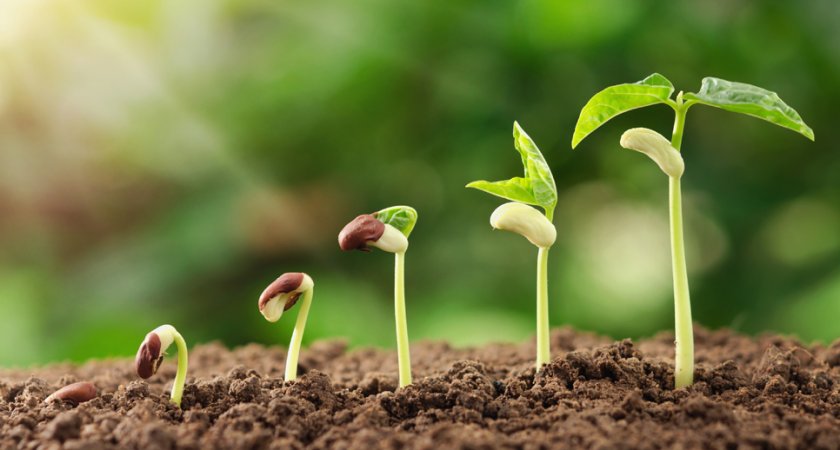 Россельхозбанк оценил ситуацию импортозамещения в селекции и генетике