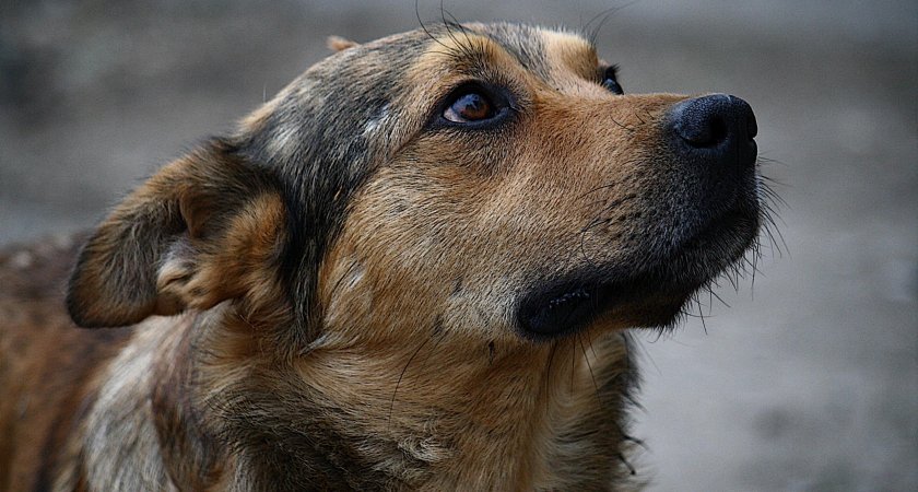 В Мордовии на малолетнюю девочку напала собака 