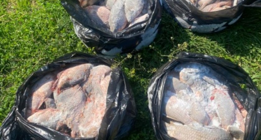 Житель Мордовии «наловил» рыбы на уголовное дело 