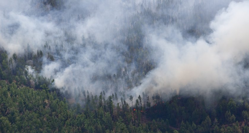 В Мордовском заповеднике локализовали лесной пожар