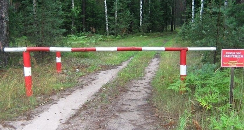 Жителям Мордовии категорически запретили посещать леса