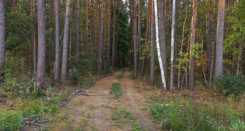 В Мордовии директора лесничества осудили за превышение полномочий